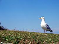 Mouette (Photo F. Mrugala) (7)